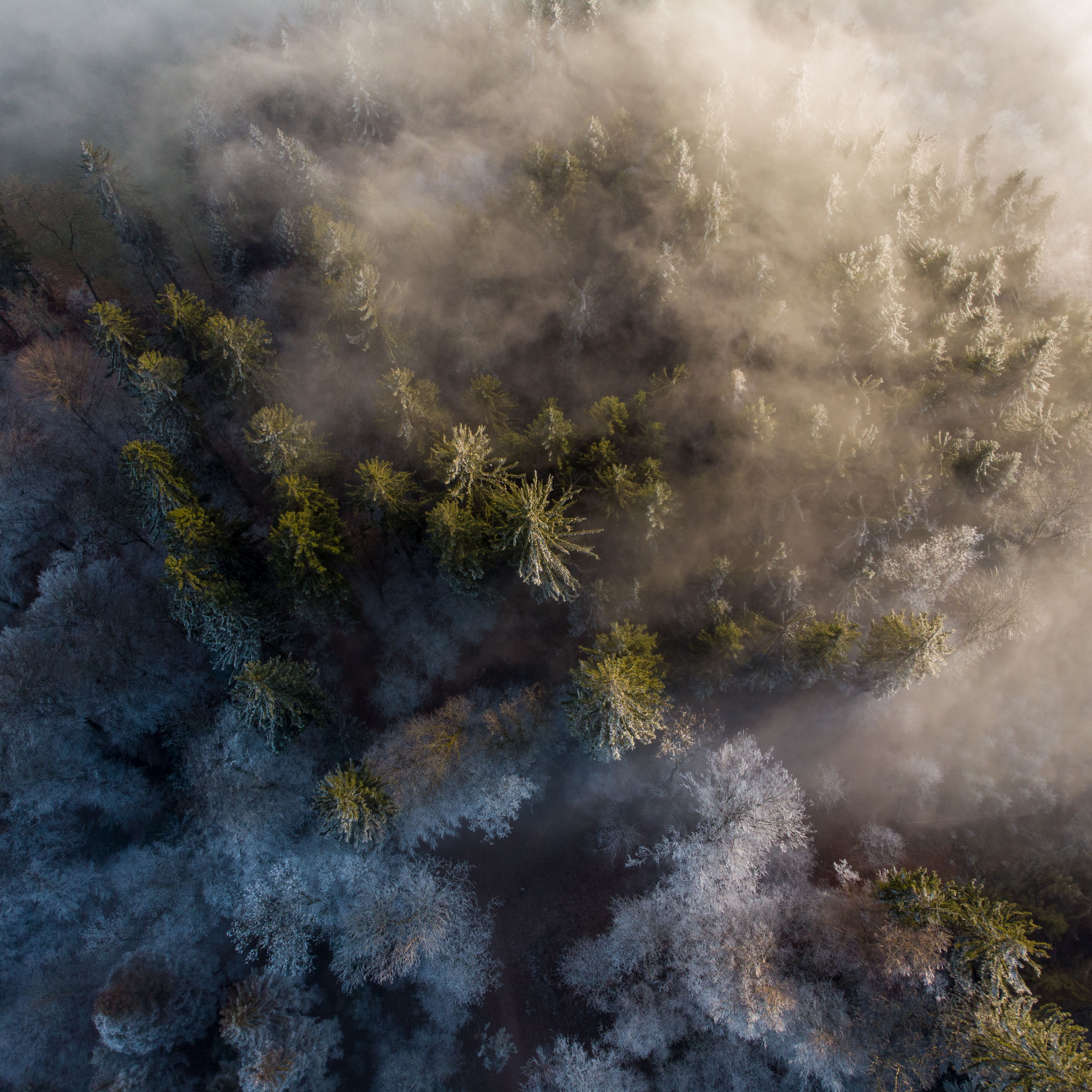 more trees in fog by thimo