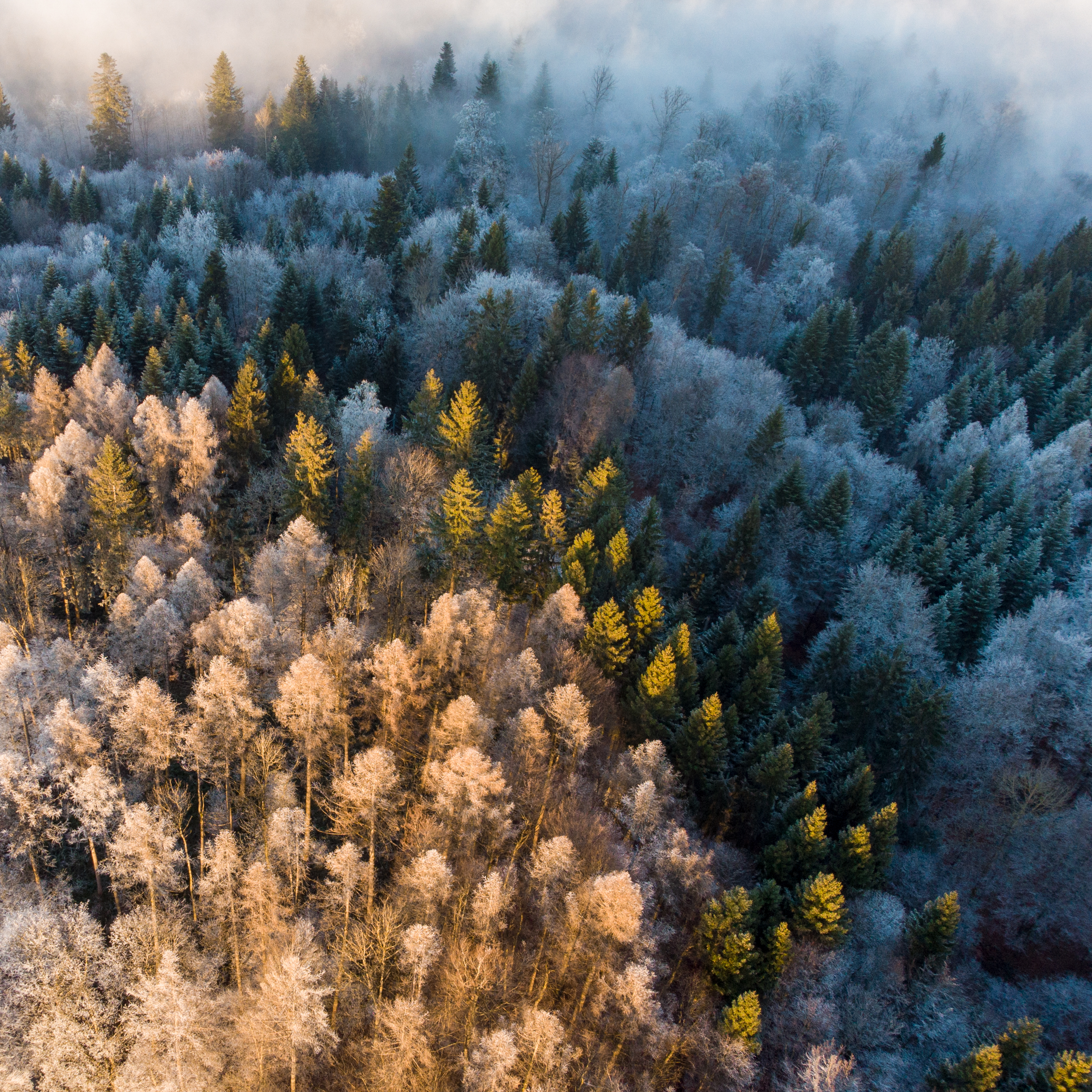 trees in snow by thimo